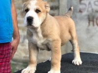 DEV ALABAİ YAVRULARI