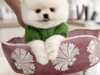400 GR TAM TEACUP BOY ORJİNAL BEYAZ POMERANİAN YAVRUMUZ