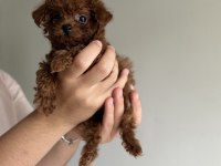 KORE POODLE TEACUP