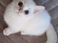 Şafkan British Shorthair
