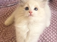Ragdoll Yavruları