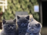 BRITISH SHORTHAİR DÜNYA TATLISI YAVRULARIM
