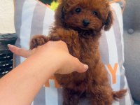 Petmode köpek çiftliğinden tea cup kore poodle