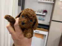 WC EĞİTİMLİ TOY POODLE YAVRULR ANKARA MAĞZAMZDA GÖRÜN