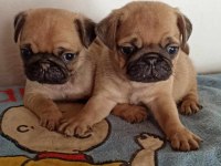 IRK VE SAĞLIK GARANTİLİ PUG YAVRULARIMIZ