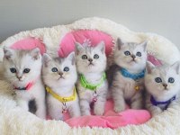 Acil değerinin altında verilecek silver British shorthair