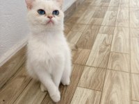 Safkan deniz gözlü british shorthair dişimiz