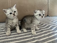Scottish fold erkek kedimiz