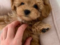 Kore maltipoo yavrularımız
