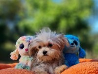 Neşe Kaynağı Morkie Yavrularımız