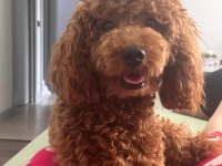 Toy Poodle 6.5 Aylık
