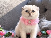 Muhteşem Kalitede Scottish Fold
