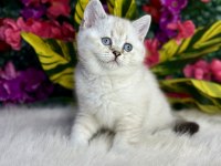 Anne altından safkan yavru kediler