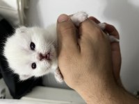 REZERVE BLUE POİNT SHORT LONGHAİR KEDİLER