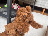 Anne altından toy poodle bebeklerimiz