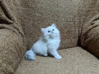 British longhair silver point kızımız