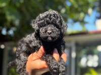 Irk ve sağlık garantili poodle yavrular