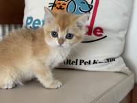 Ankarada ziyarete açık golden british shorthair yavrular