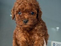 Harika Poodle Bebekler