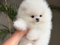Teacüp Pomeranian Boo