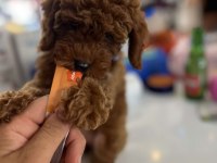 IRK SAĞLIK KİLO GARANTİLİ RED TOY POODLE YAVRULAR