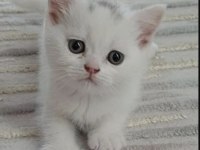 3 aylık kar beyaz erkek british yavrum