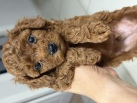 Kendim kızımın safkan poodle yavruları