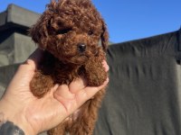 KG GARANTİLİ ORJİNAL POODLE YAVRULAR