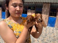 Maltipoo yavrularımız