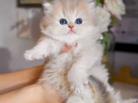Nadir Görülen AY Golden British Longhair