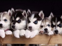 KUSURSUZ ANATOMİ HUSKY YAVRULARIMIZ