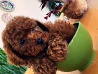 wv eğitimli maltipo yavrular maltese toy poodle ankara da