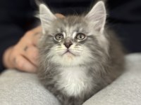 Ankranın en seçkin maine coon yavruları