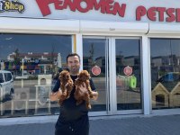 shoow sınıf toy poodle yavrular wc eğitimli ankara