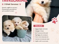 3 adet erkek pomeranian yavru