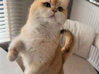 BRİTİSH GOLDEN SHORTHAİR NY11 YAVRULAR