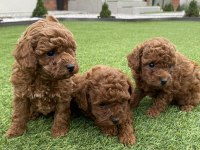 Poodle yavrular