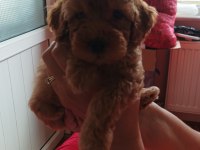 2,5 aylık dişi toy poodle