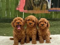 SAFKAN POODLE YAVRULAR TÜRKİYE GENELİ 81 İLE GÖNDERİM