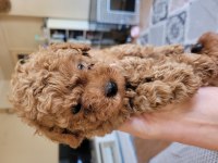 Toy poodle kore