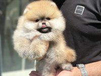 Teddy pomeranian prenses