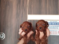 Tatlı poodle bebişler sızı bekliyor