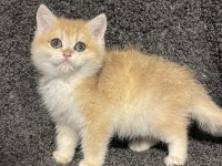 Anne Baba Şecereli Golden NY12 British Shorthair Erkek