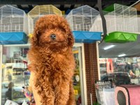Toy poodle yavrular