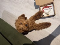 7 AYLIK DİŞİ BEBEK TEMEL EĞİTİMLERİ VAR AŞILI POODLE