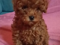 Anne altından uygun orjinal poodle bebekler