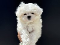 Petmode köpek çiftliğinden tea cup kore kan maltese
