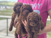 Ankaranın en kaliteli toy poodle yavruları