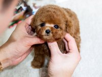 UYGUN BÜTÇELİ TOY POODLE BEBEKLERİM