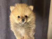 Tuvalet eğitimli sınıfının en iyisi köpeğimiz